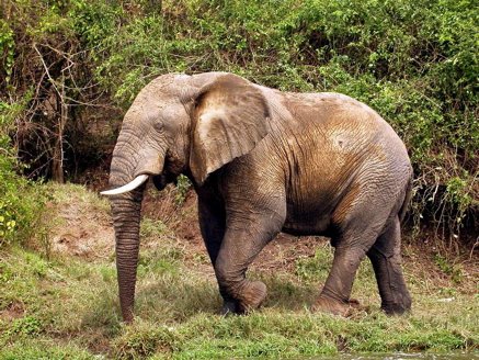 African elephant. Photo by Adam Riley. All rights reserved.