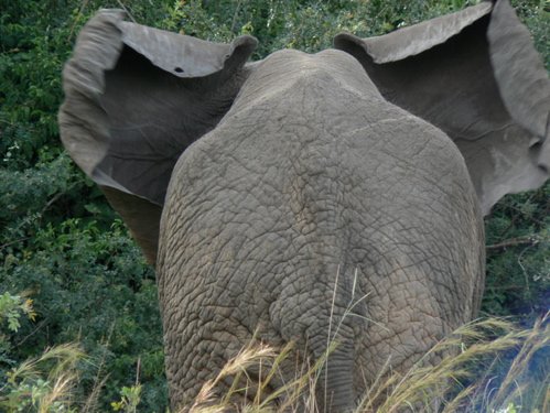 African elephant. Photo by Dave Semler and Marsha Steffen. All rights reserved.
