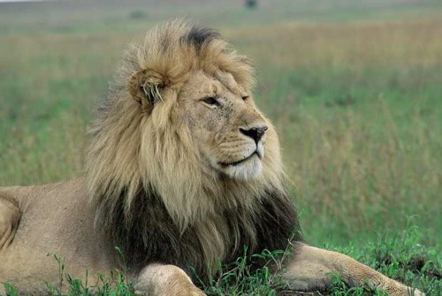 African lion. Photo by Jonathan Rossouw. All rights reserved.