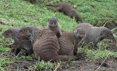 Banded mongooses. Photo by Rick Taylor. All rights reserved.