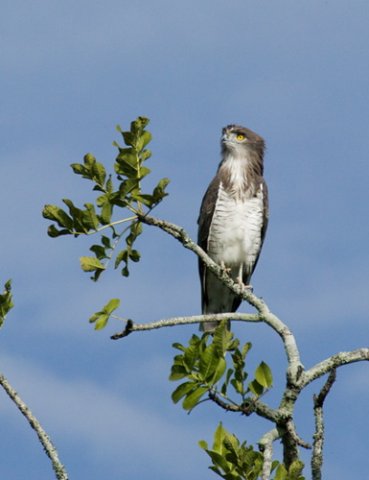 Beaudouins snake-eagle. Photo by Dave Semler and Marsha Steffen. All rights reserved.
