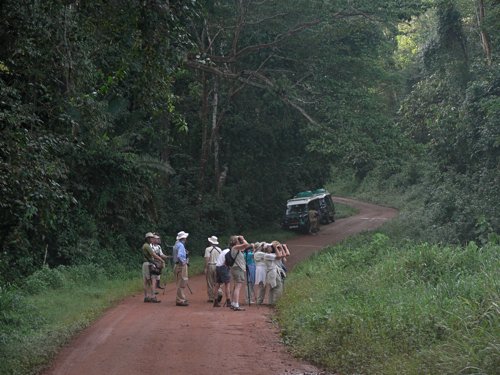 Birding the busingiro forest. Photo by Rick Taylor. Copyright Borderland Tours. All rights reserved.