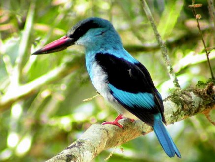 Blue-breasted kingfisher. Photo by Adam Riley. All rights reserved.