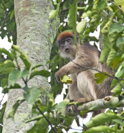 Central african red colobus. Photo by Dave Semler and Marsha Steffen. All rights reserved.