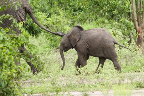 Elephant calf. Photo by Dave Semler and Marsha Steffen. All rights reserved.