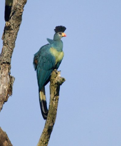 Great blue turaco. Photo by Dave Semler and Marsha Steffen. All rights reserved.
