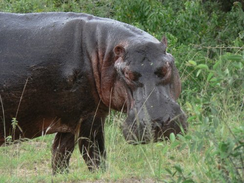 Hippo. Photo by Dave Semler and Marsha Steffen. All rights reserved.