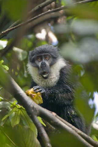 Lhoests monkey. Photo by Dave Semler and Marsha Steffen. All rights reserved.