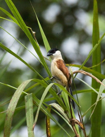 Marsh tchagra. Photo by Dave Semler and Marsha Steffen. All rights reserved.