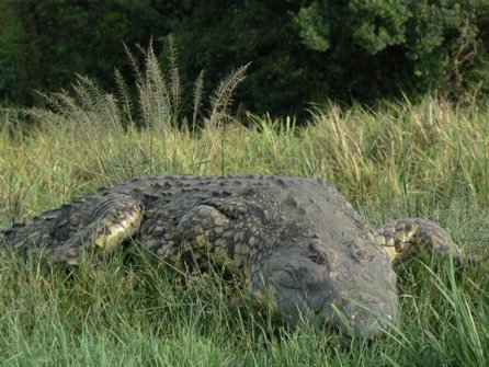 Nile crocodile. Photo by Dave Semler and Marsha Steffen. All rights reserved.
