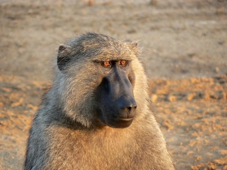 Olive baboon. Photo by Dave Semler and Marsha Steffen. All rights reserved.