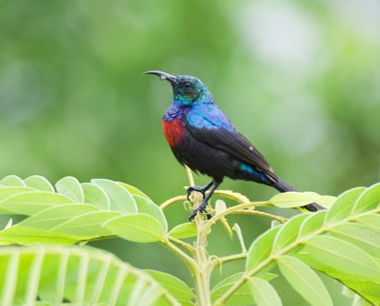 Red-chested sunbird. Photo by Dave Semler and Marsha Steffen. All rights reserved.