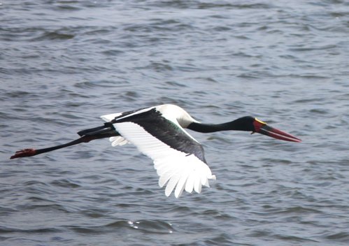 Saddle-billed stork. Photo by Rick Taylor. Copyright Borderland Tours. All rights reserved.