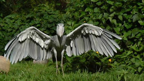 Shoebill. Photo by Dave Semler and Marsha Steffen. All rights reserved.