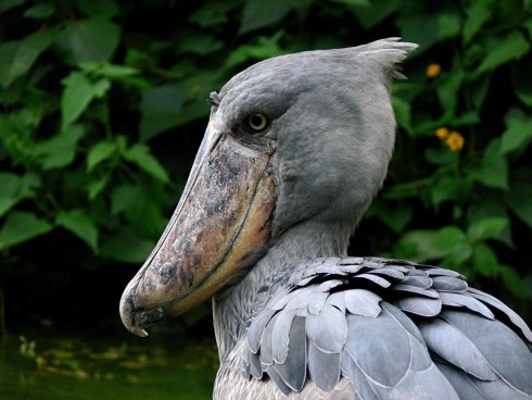 Shoebill. Photo by Rick Taylor. All rights reserved.