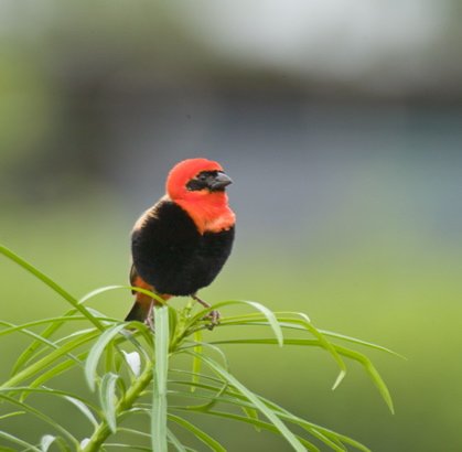 Southern red bishop. Photo by Dave Semler and Marsha Steffen. All rights reserved.