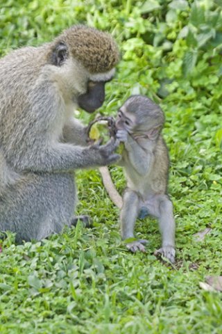 Vervet monkeys. Photo by Dave Semler and Marsha Steffen. All rights reserved.