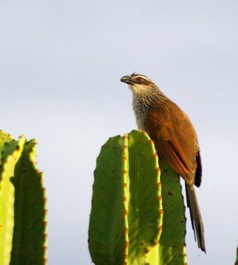 White-browed coucal. Photo by Dave Semler and Marsha Steffen. All rights reserved.
