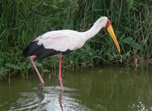 Yellow-billed stork. Photo by Rick Taylor. All rights reserved.