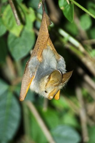 Yellow-winged bat. Photo by Dave Semler and Marsha Steffen. All rights reserved.
