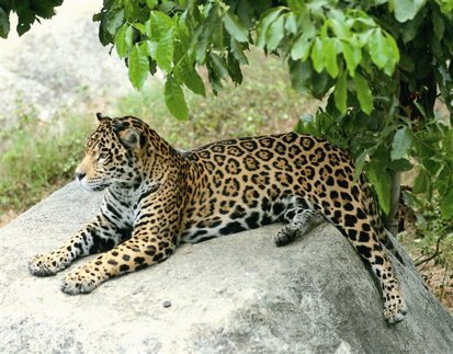 Jaguar. Photo by Chris Sharpe. All rights reserved.
