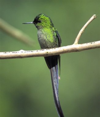 Long-tailed sylph. Photo by Chris Sharpe. All rights reserved.