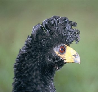 Yellow-knobbed curassow. Photo by Chris Sharpe. All rights reserved.