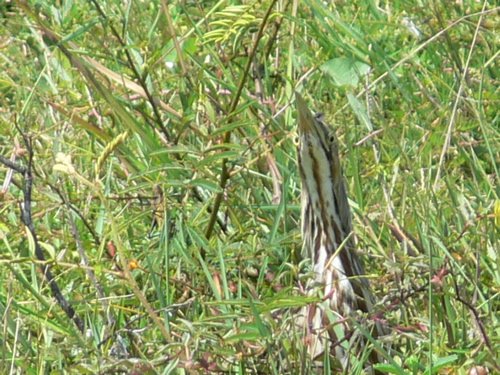 American bittern. Photo by Larry Sassaman. All rights reserved.