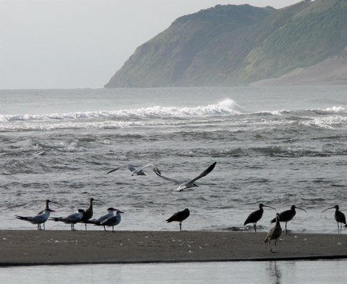 Birds and surf at villa rica. Photo by Rick Taylor. All rights reserved.