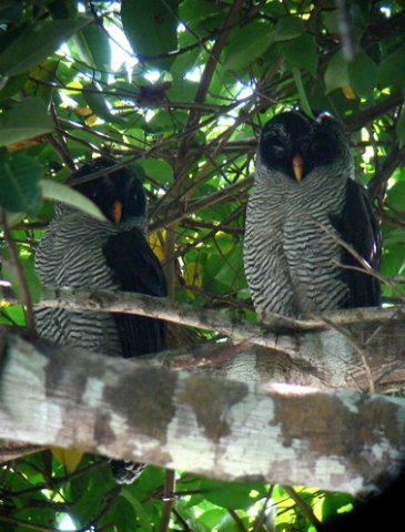 Black-and-white owls. Photo by Rick Taylor. Copyright Borderland Tours. All rights reserved.