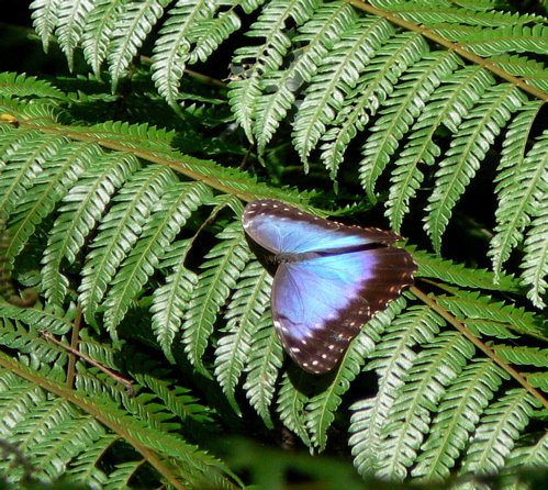 Common blue morpho. Photo by Rick Taylor. All rights reserved.