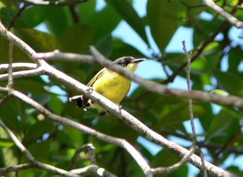 Common tody-flycatcher. Photo by Rick Taylor. All rights reserved.