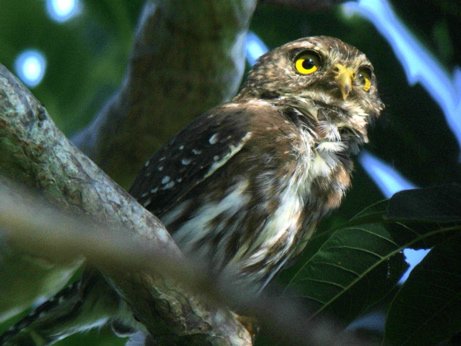 Ferruginous pygmy-owl. Photo by Rick Taylor. All rights reserved.