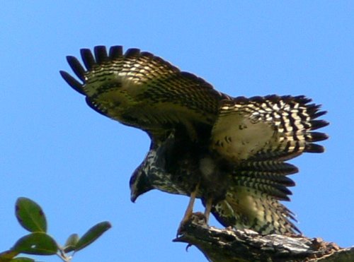 Juvenile common black-hwak exercizing wings. Photo by Larry Sassaman. All rights reserved.