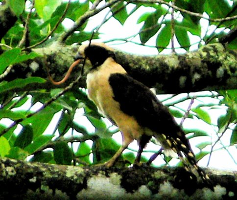 Laughing falcon consuming a snake. Photo by Larry Sassaman. All rights reserved.