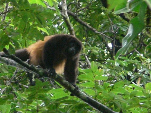 Mantled howler monkey. Photo by Larry Sassaman. All rights reserved.