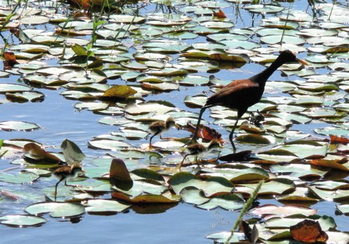 Northern jacana and 3 chicks. Photo by Rick Taylor. All rights reserved.