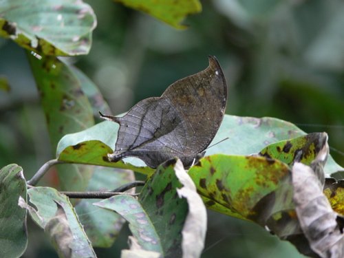 Pale leafwing. Photo by Rick Taylor. Copyright Borderland Tours. All rights reserved.