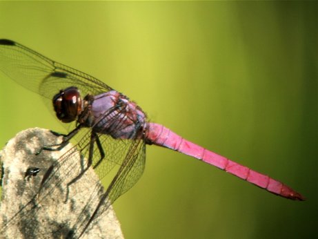 Roseate skimmer. Photo by Rick Taylor. All rights reserved.