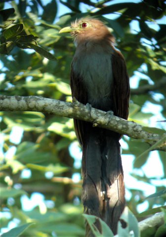 Squirrel cuckoo. Photo by Rick Taylor. Copyright Borderland Tours. All rights reserved.
