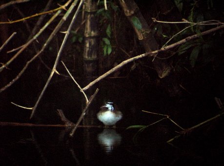 Sungrebe. Photo by David Mackay. All rights reserved.