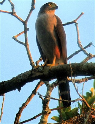 Bicolored hawk. Photo by Rick Taylor. Copyright Borderland Tours. All rights reserved. 