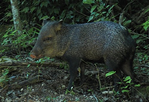 Collared peccary. Photo by Rick Taylor. Copyright Borderland Tours. All rights reserved.
