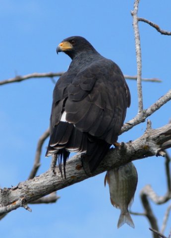 Common black-hawk. Photo by Rick Taylor. Copyright Borderland Tours. All rights reserved.