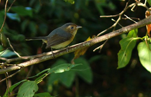 Female gray-throated chat. Photo by Rick Taylor. Copyright Borderland Tours. All rights reserved.