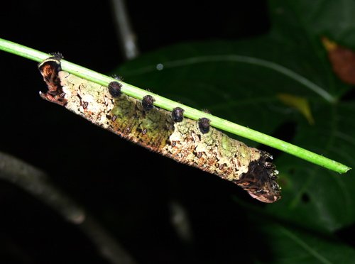 Giant larva at calakmul. Photo by Rick Taylor. Copyright Borderland Tours. All rights reserved.