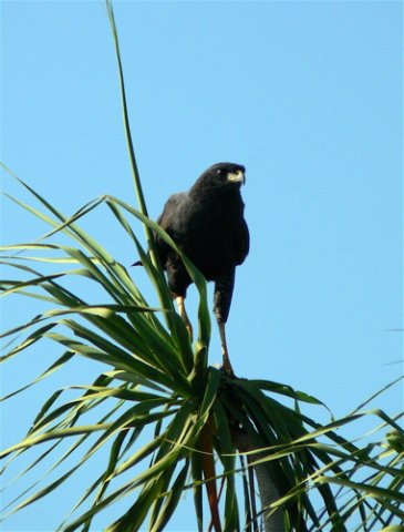 Great black-hawk. Photo by Rick Taylor. Copyright Borderland Tours. All rights reserved.