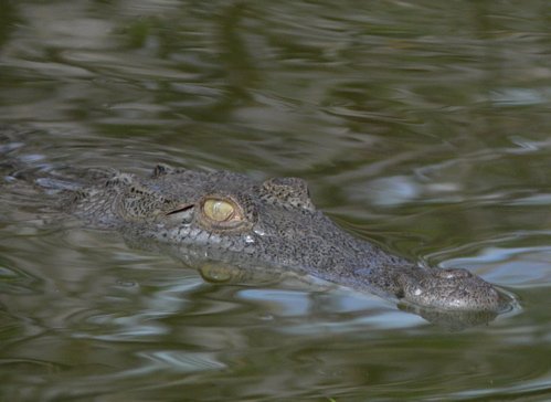 Morelets crocodile. Photo by Rick Taylor. Copyright Borderland Tours. All rights reserved.