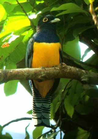 Violaceous trogon. Photo by Rick Taylor. Copyright Borderland Tours. All rights reserved.